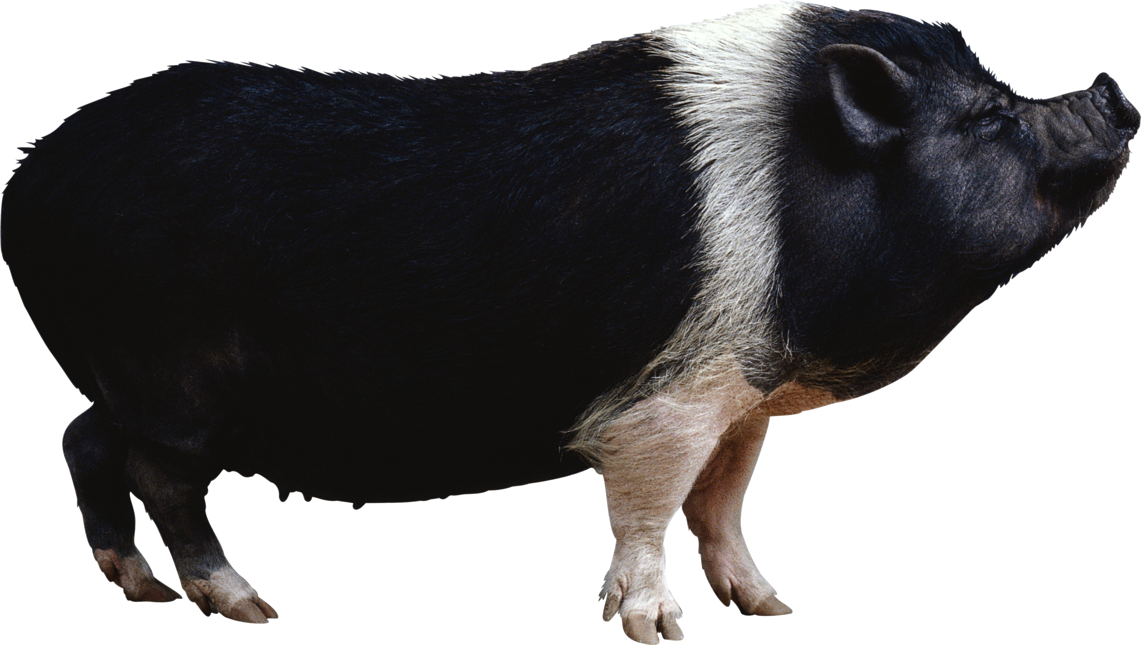 black Pig PNG images Download