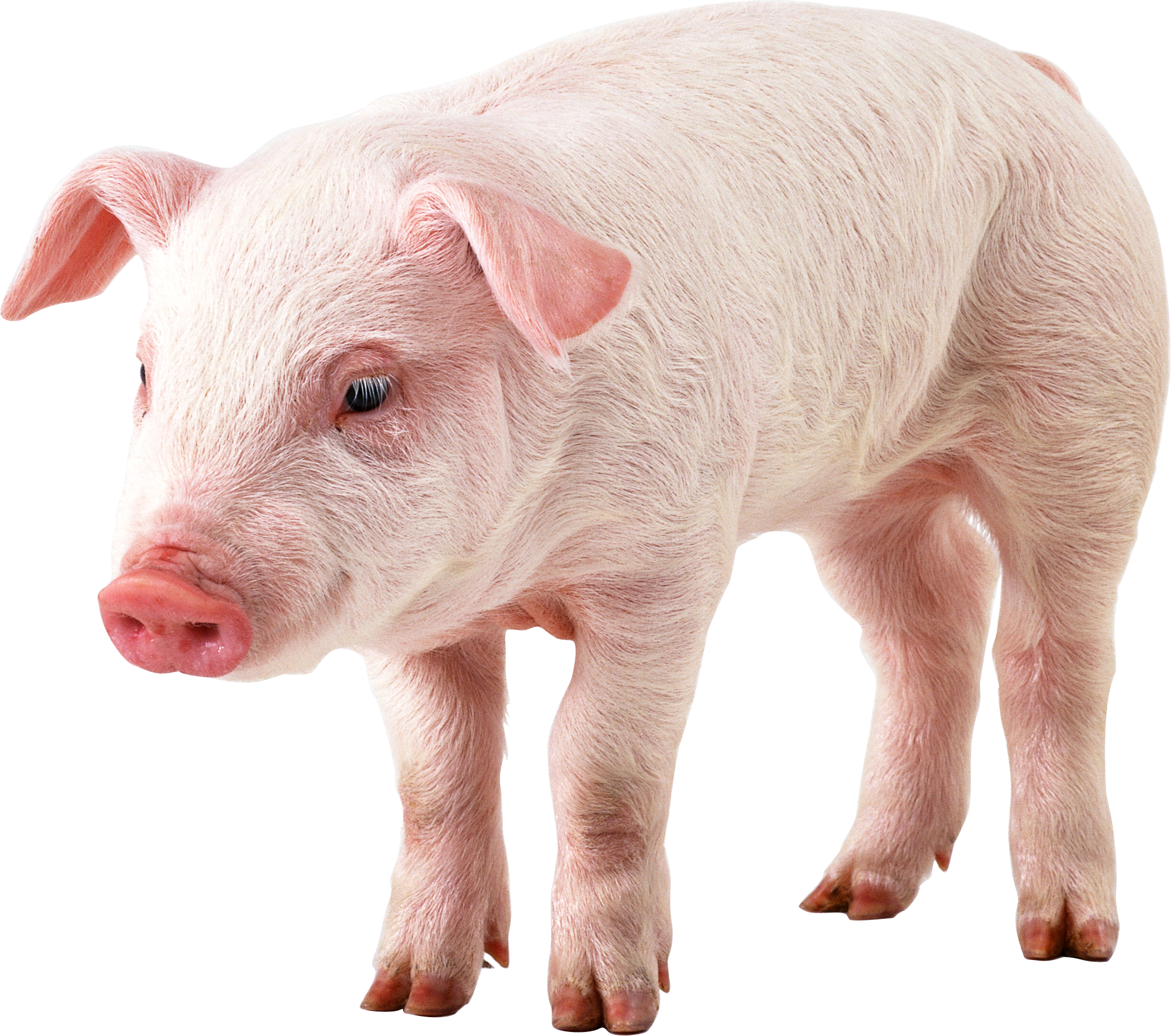 pig PNG image