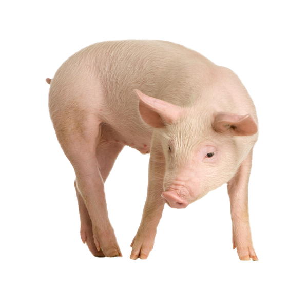 Pig PNG images Download