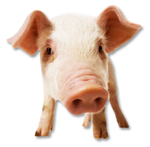 Pig PNG images Download