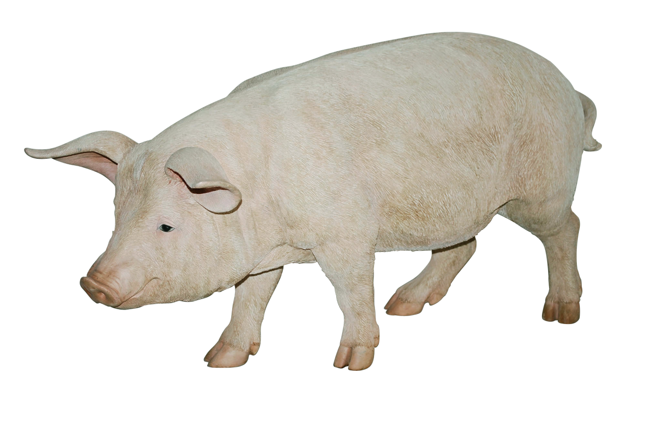 Cerdo PNG