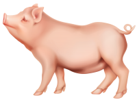 Pig PNG