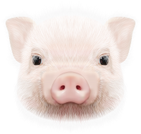 Pig PNG
