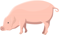 Pig PNG
