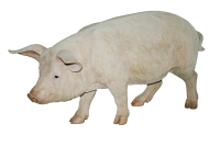 Pig PNG