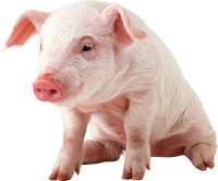 pig PNG image