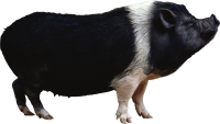 black pig PNG image
