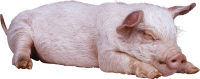 sleeping pig PNG image