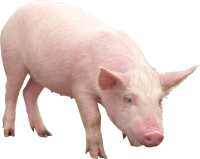 pink pig PNG image