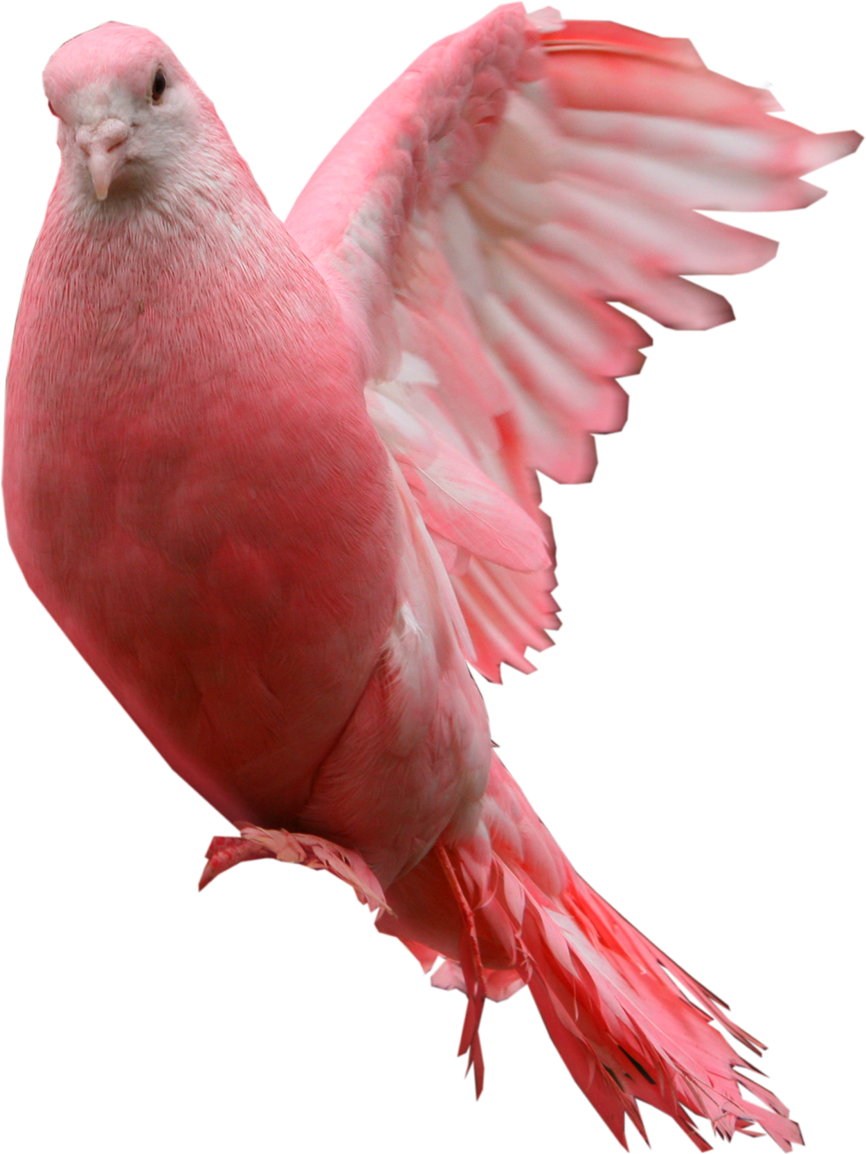 Pink pigeon PNG image