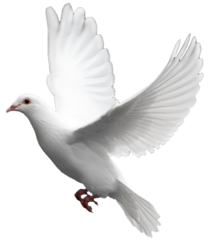 White Flying Pigeon Png Image