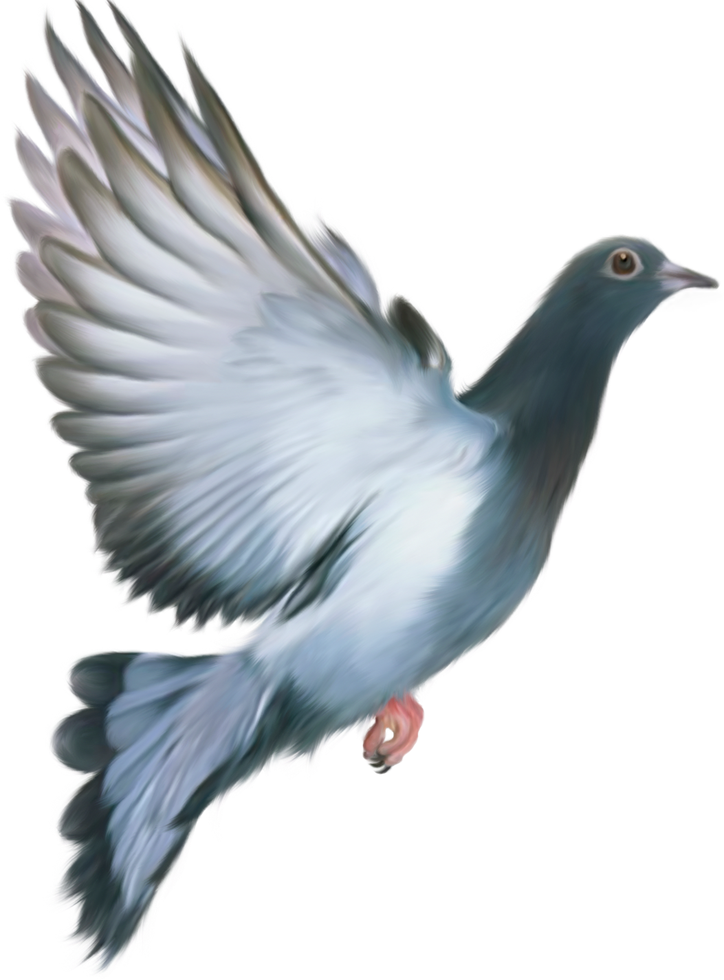 Pigeon Png Image Transparent Image Download Size 1053x1425px