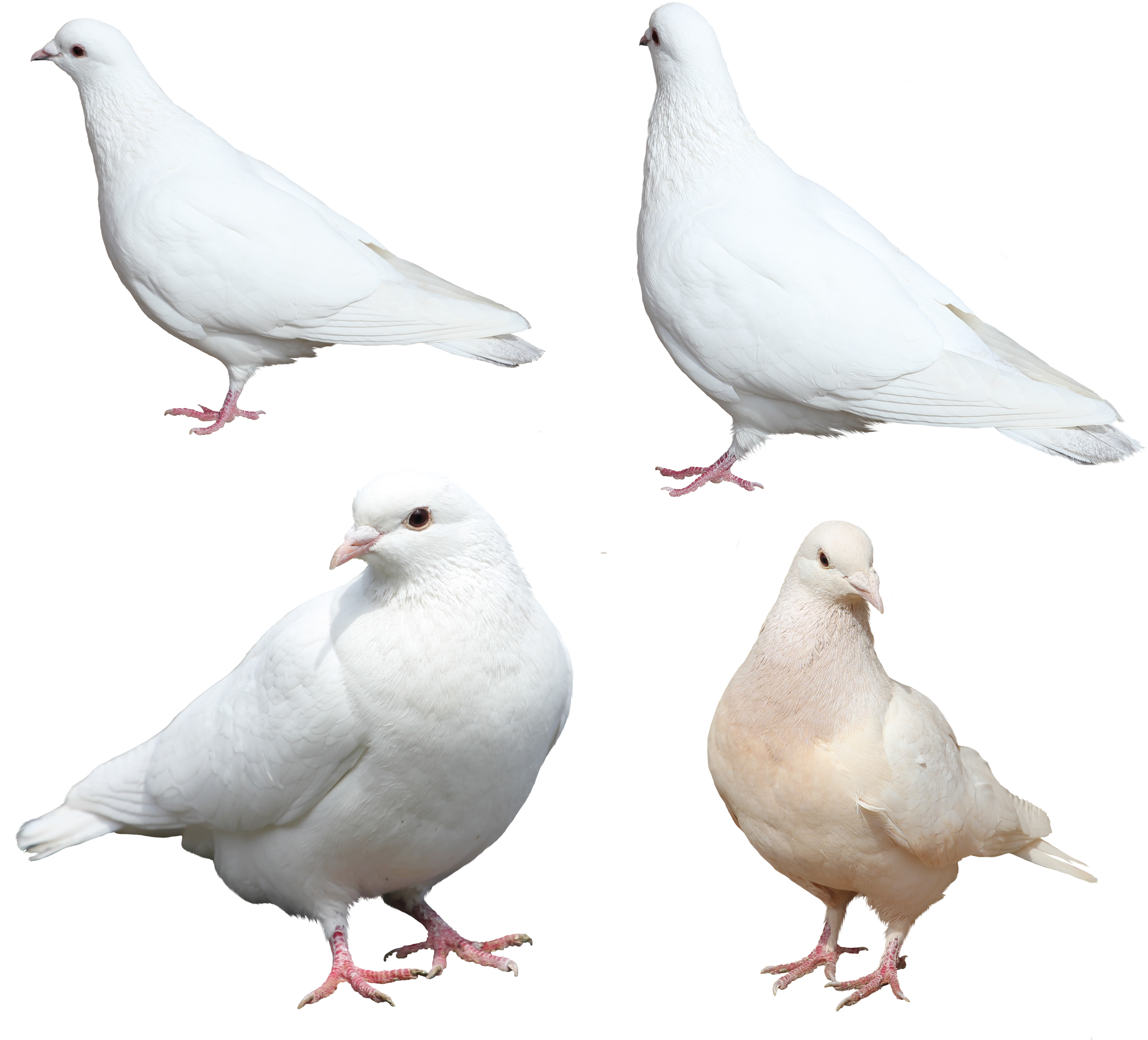 White pigeons PNG image