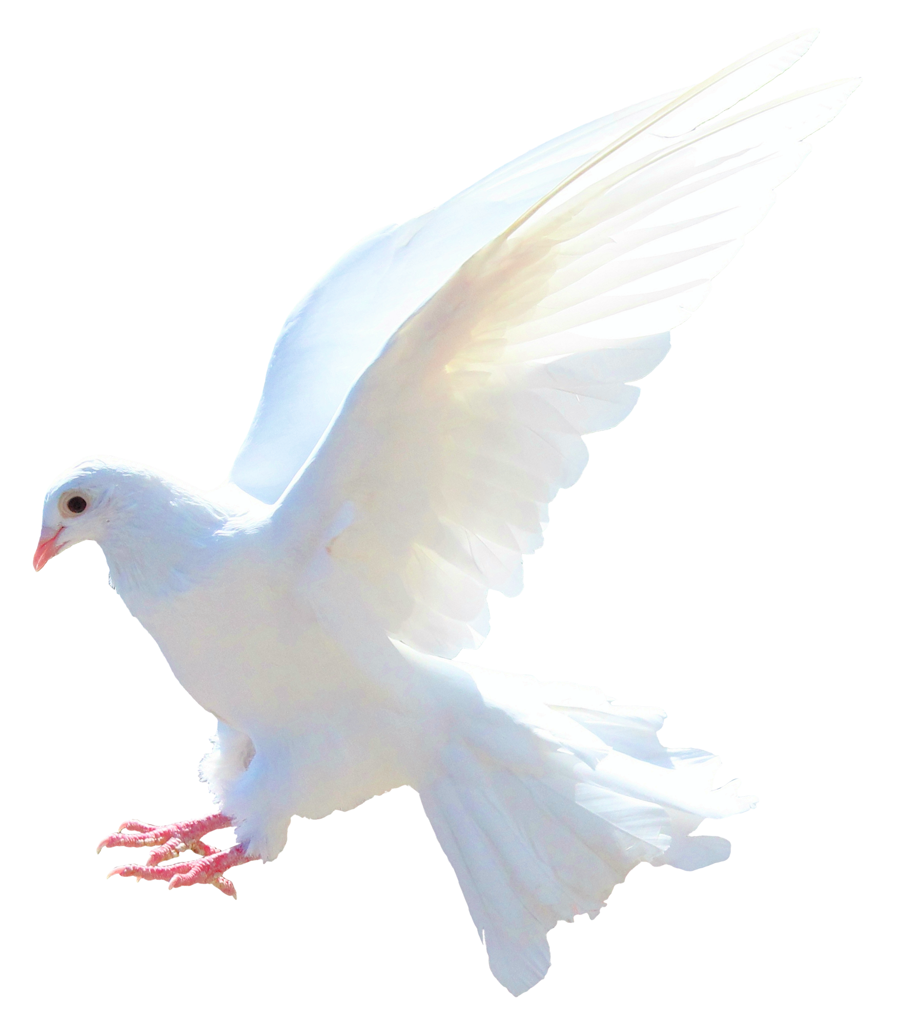 Pigeon PNG