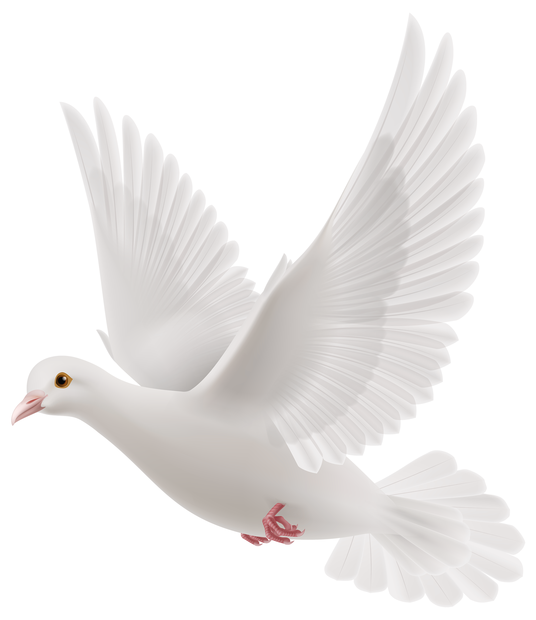 Pigeon PNG