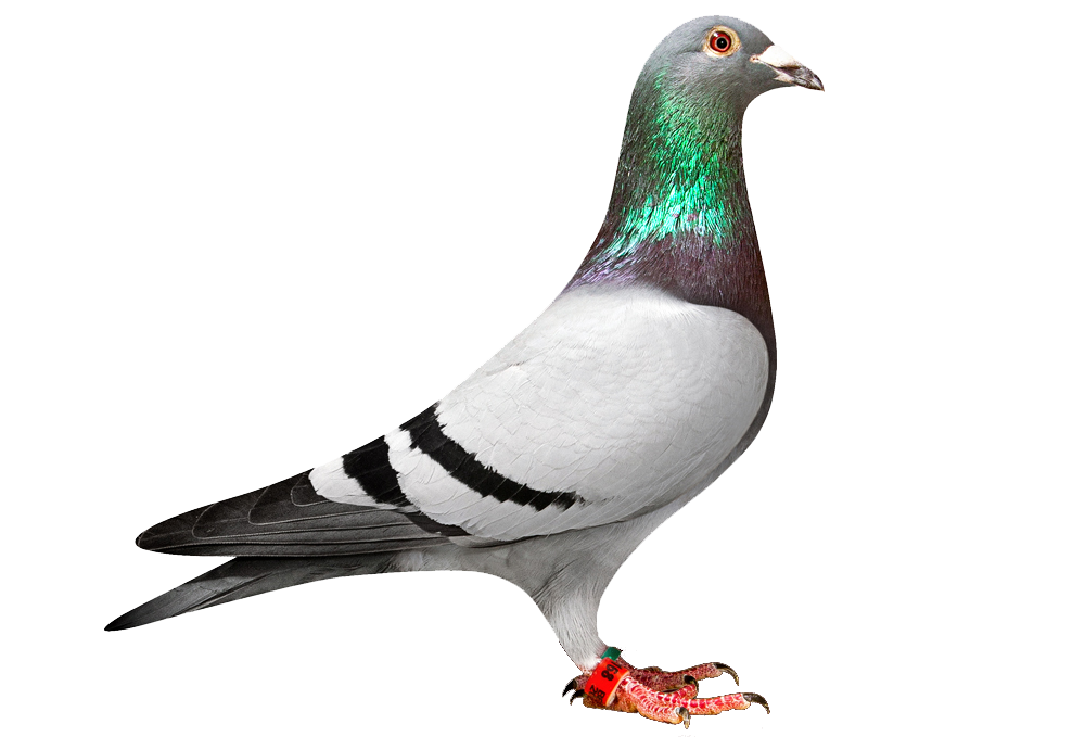 Pigeon PNG