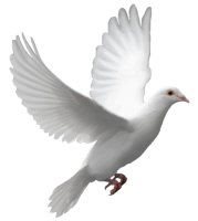 белый голубь PNG летит