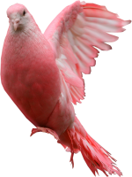 Pink pigeon PNG image