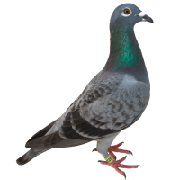 pigeon PNG image