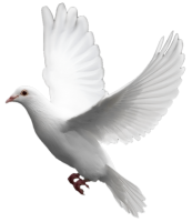 White flying pigeon PNG image