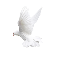 White flying pigeon PNG image