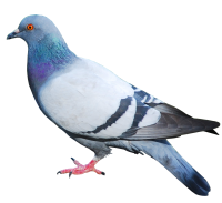 голубь PNG