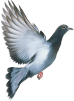 Pigeon PNG