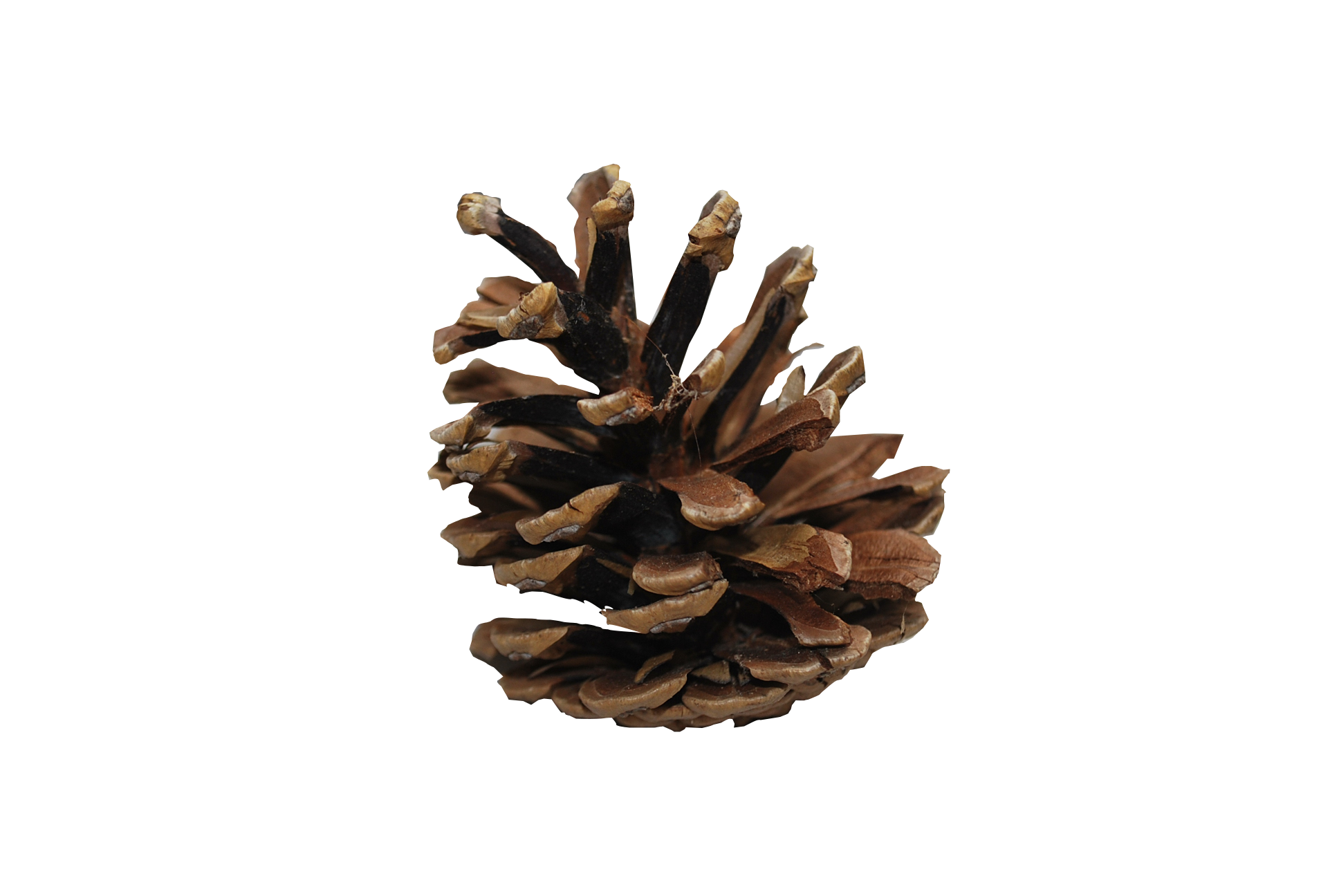 Pine cone PNG