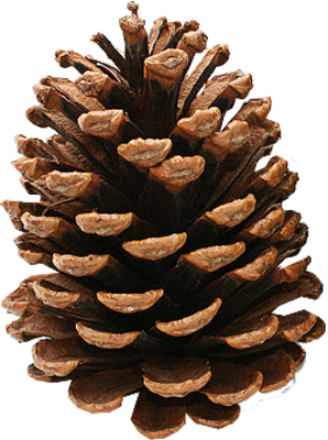 Pine cone PNG