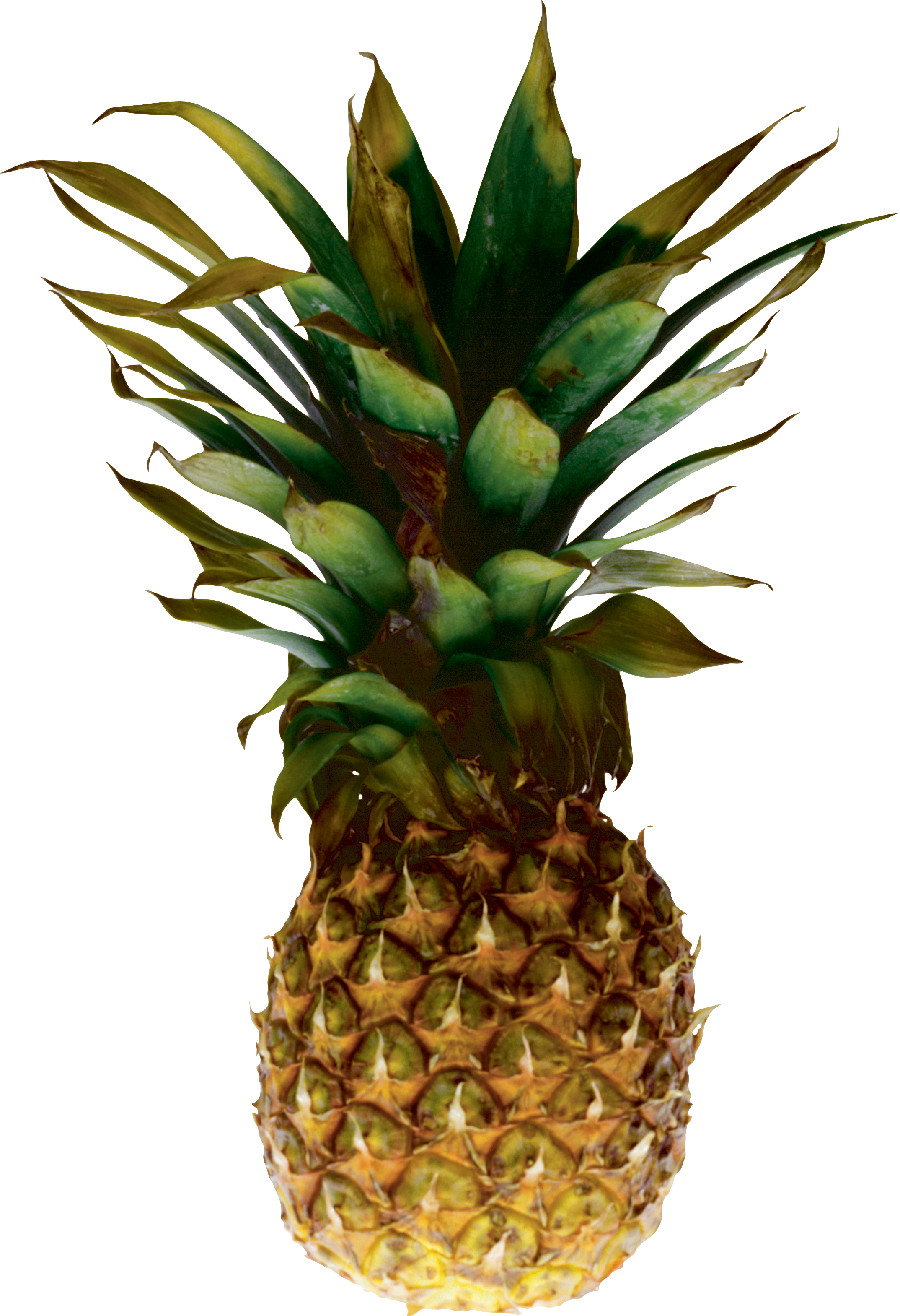 Pineapple PNG  image free download 