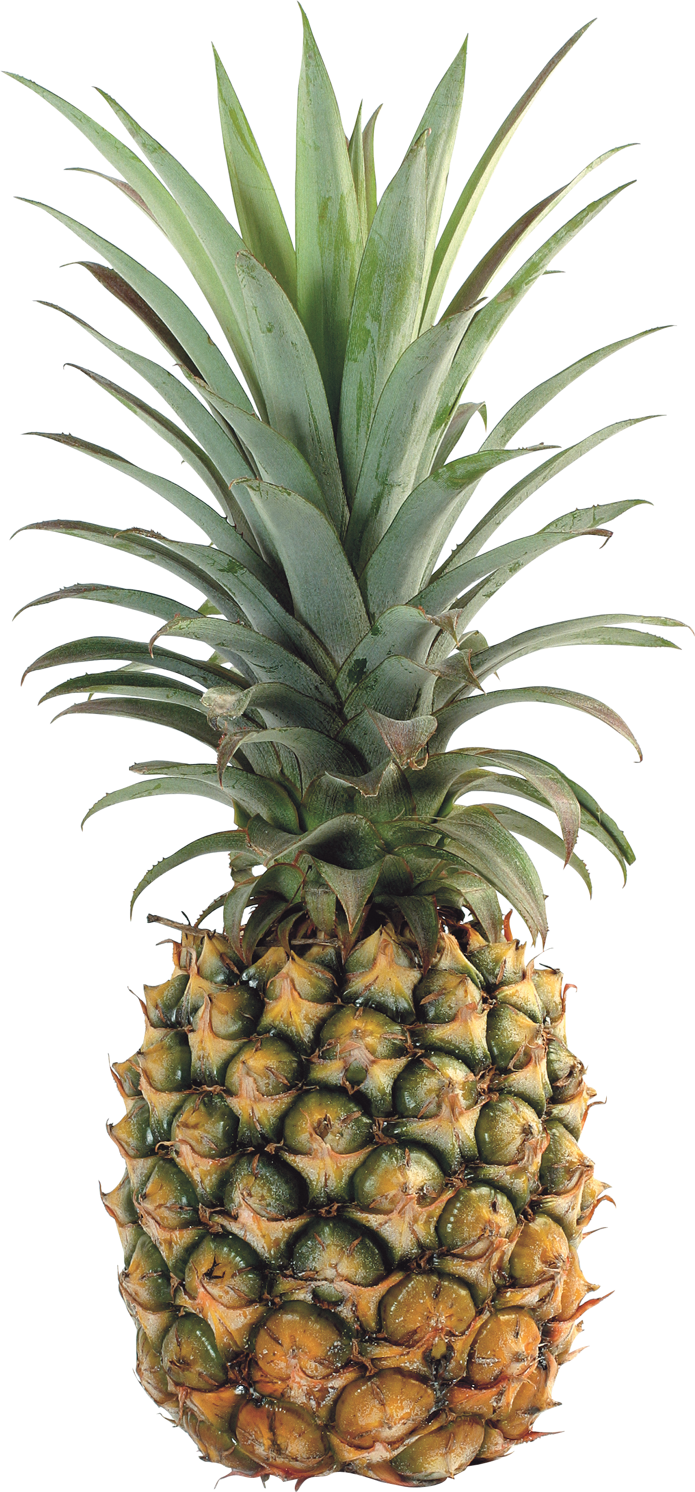 Pineapple PNG image, free download