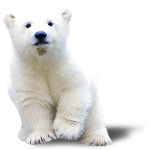 Polar bear PNG images