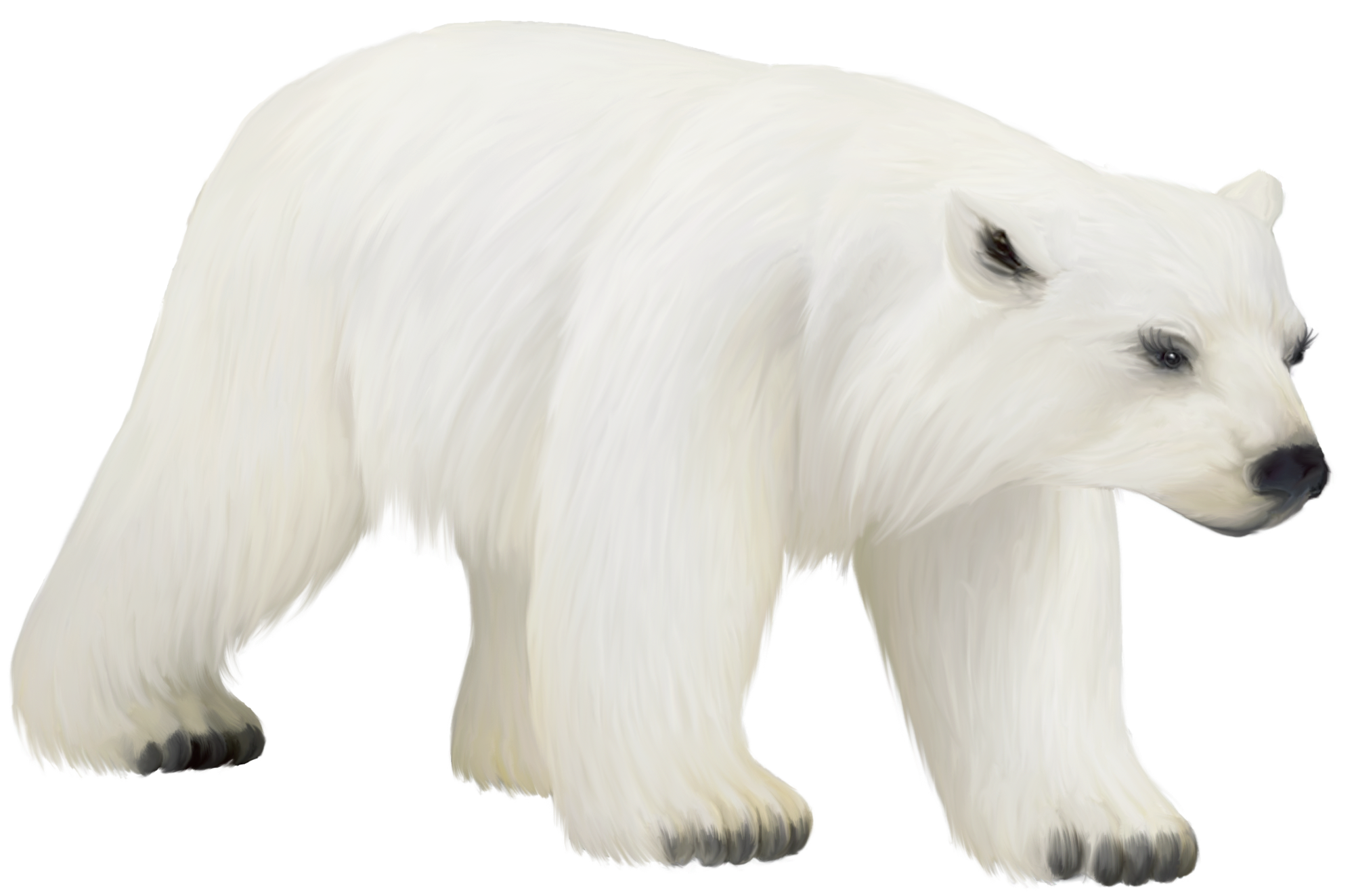 Polar White Bear PNG