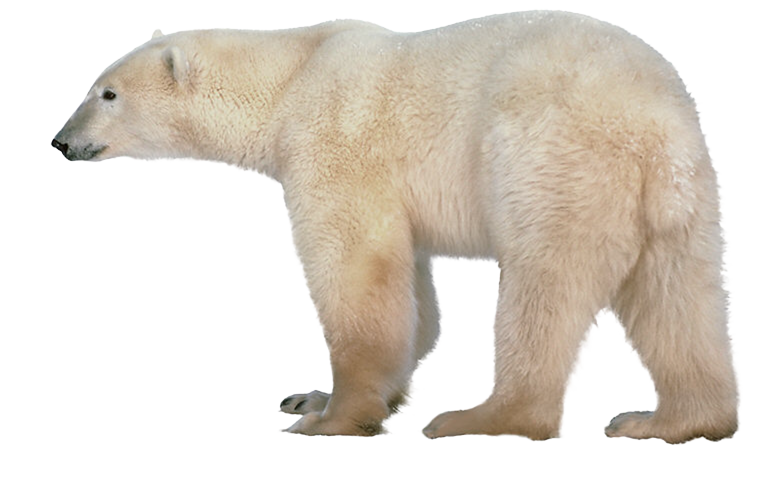 Polar white bear PNG