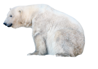 Полярный белый медведь PNG