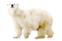 Полярный белый медведь PNG
