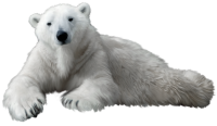 Polar white bear PNG