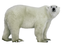 Oso polar PNG