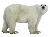 Polar white bear PNG