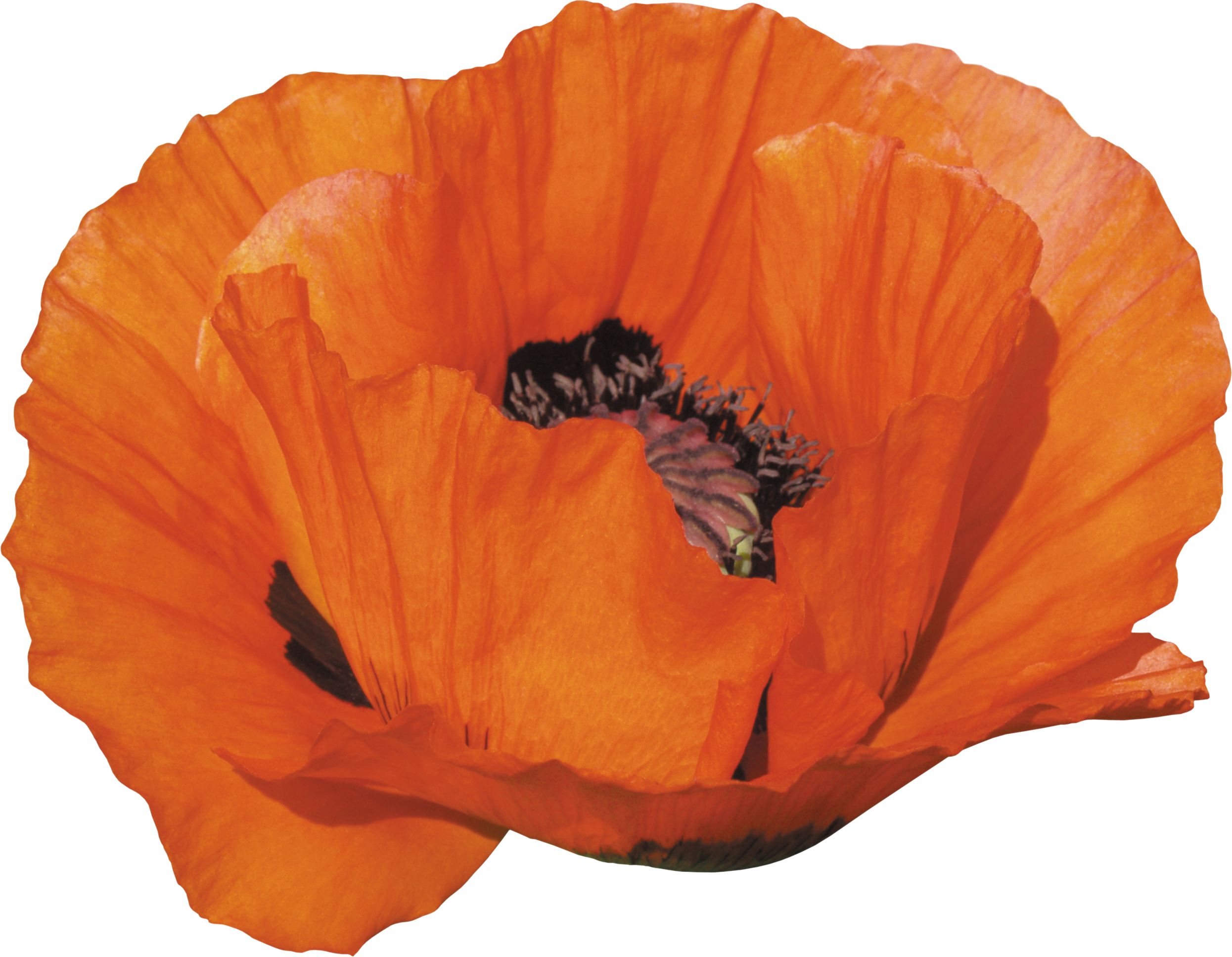 Poppies png