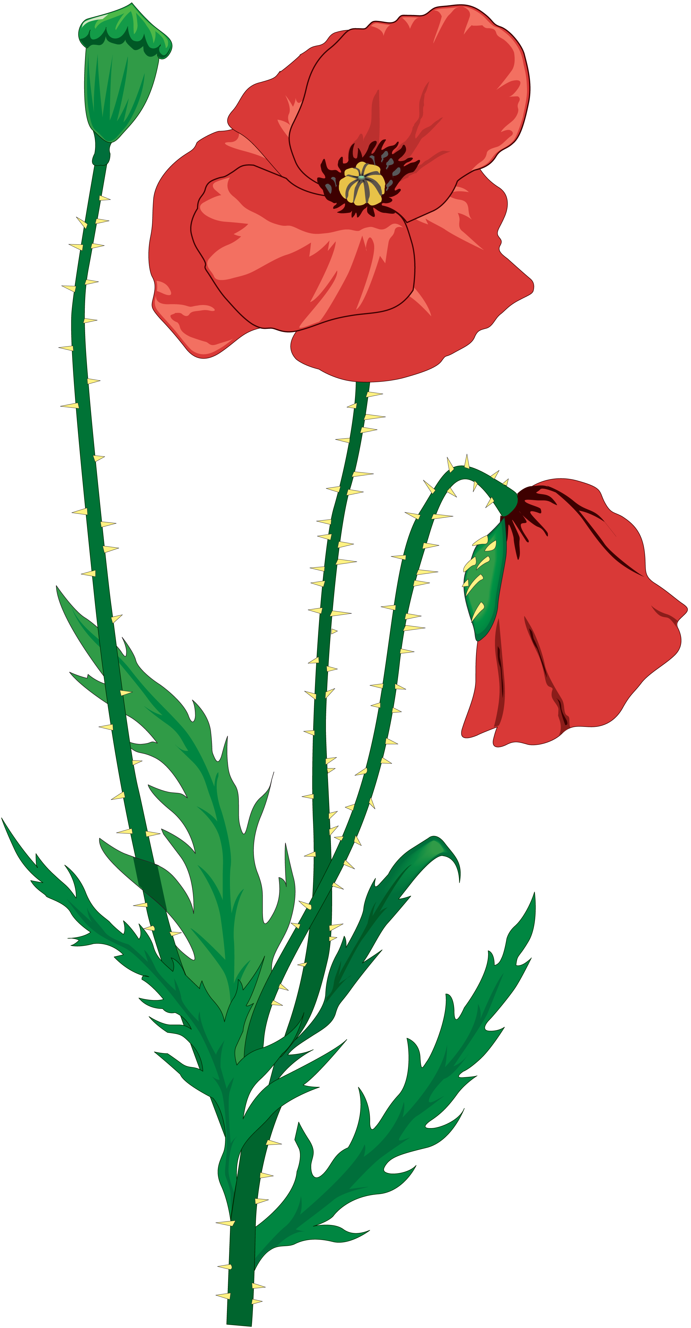Мак цветок PNG