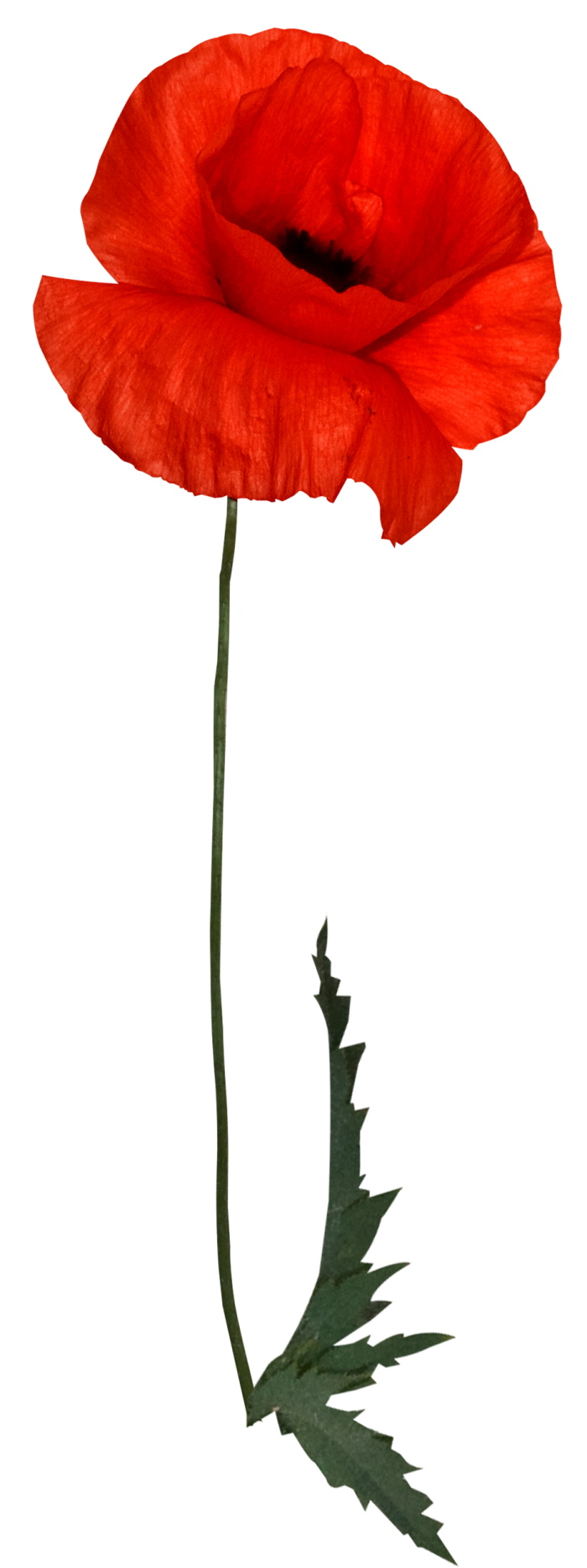 Мак цветок PNG