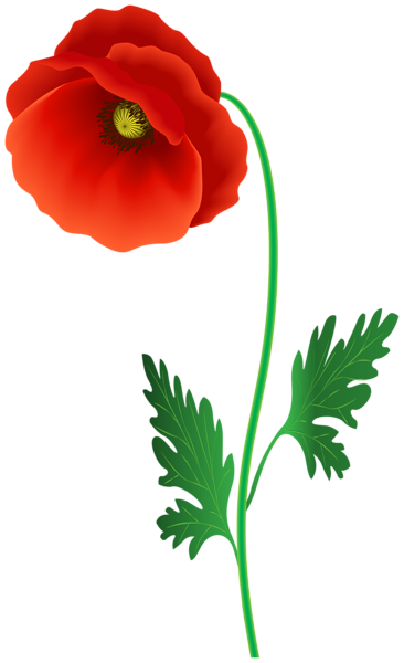 Poppy flower PNG transparent transparent image download, size: 366x600px