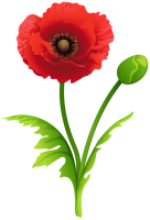 Poppy flower PNG