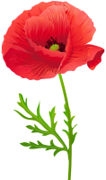 Poppy flower PNG transparent image