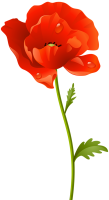 Poppy flower PNG transparent picture