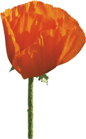 Poppy flower PNG