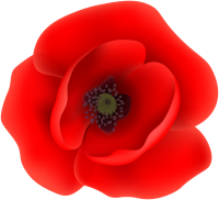 red poppy flower PNG image