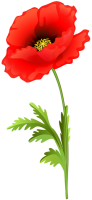 Poppy flower PNG image