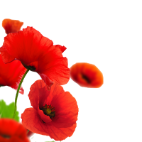 Poppy flowers red PNG